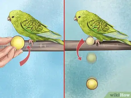 Imagen titulada Play With Your Parakeet Step 2