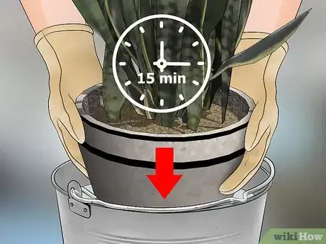 Imagen titulada Remove Ants from Potted Plants Step 8