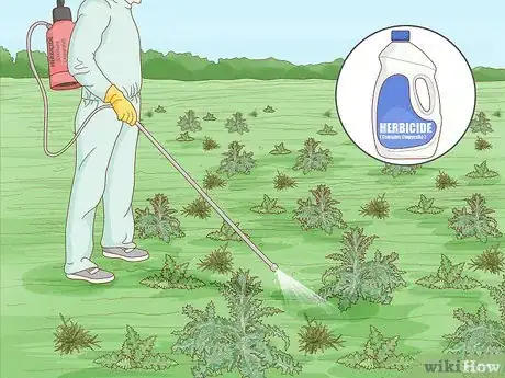 Imagen titulada Get Rid of Thistles in Pastures Step 5