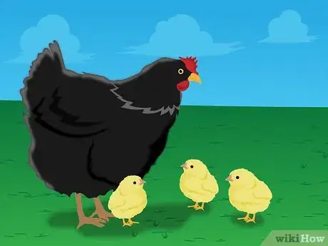 Imagen titulada Raise Baby Chickens Step 20