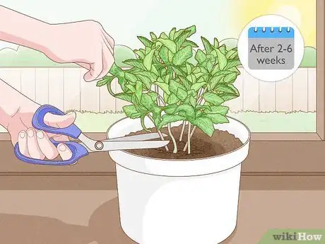 Imagen titulada Grow Mint Indoors Step 12