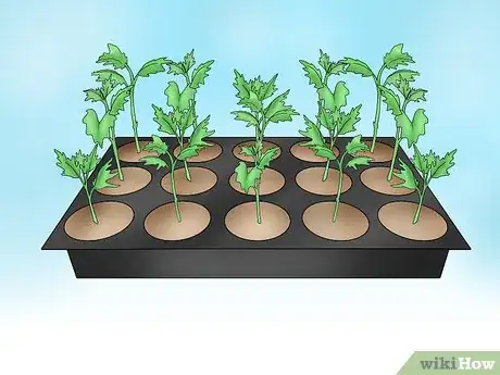 Imagen titulada Root Chrysanthemum Cuttings Step 6