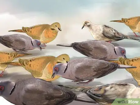 Imagen titulada Identify a Mourning Dove Step 11