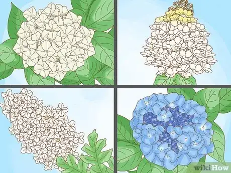 Imagen titulada Grow Hydrangeas Step 1