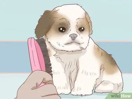 Imagen titulada Care for a Shih Tzu Puppy Step 14