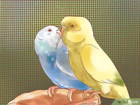 Imagen titulada Breed Budgies Step 3