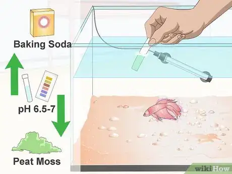 Imagen titulada Prevent and Treat Popeye in Betta Fish Step 4