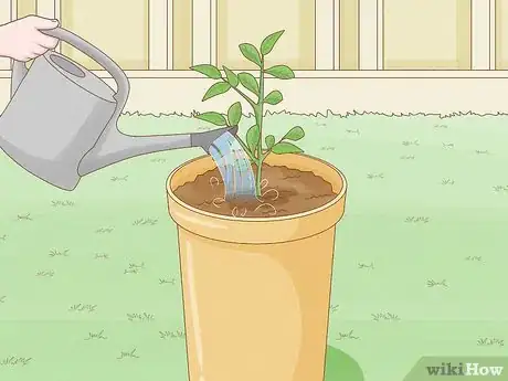 Imagen titulada Grow a Peony in a Pot Step 8