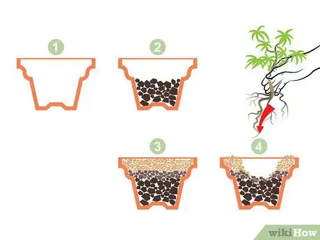 Imagen titulada Start a Bonsai Tree Step 09