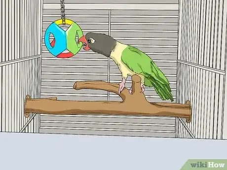 Imagen titulada Feed a Quaker Parrot Step 9