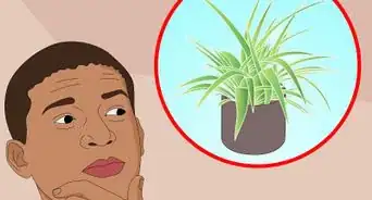 cuidar plantas de interiores