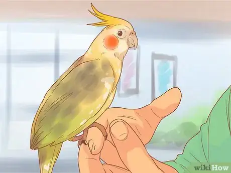 Imagen titulada Keep Your Cockatiel Happy Step 11