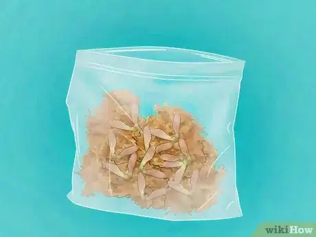 Imagen titulada Germinate Maple Tree Seeds Step 5