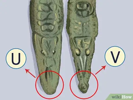 Imagen titulada Tell the Difference Between a Crocodile and an Alligator Step 1