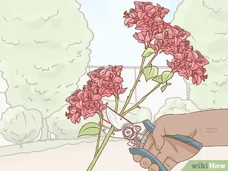 Imagen titulada Propagate Bougainvillea Step 1