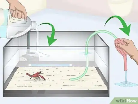 Imagen titulada Take Care of Crayfish Step 4