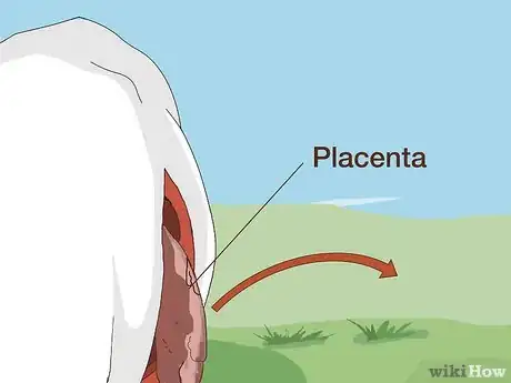 Imagen titulada Perform a Caesarean Section on a Cow or Heifer Step 14