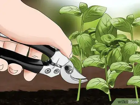 Imagen titulada Harvest Basil Step 8