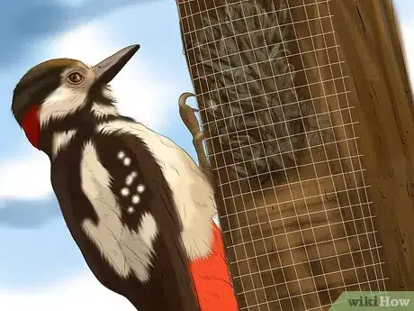 Imagen titulada Tell the Difference Between Downy and Hairy Woodpeckers Step 10