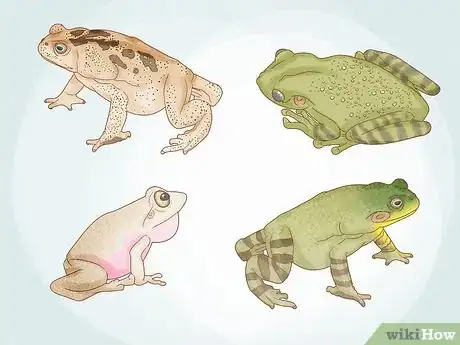 Imagen titulada Get Rid of Frogs Step 1