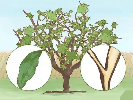 Imagen titulada Identify Lemon Tree Diseases Step 1