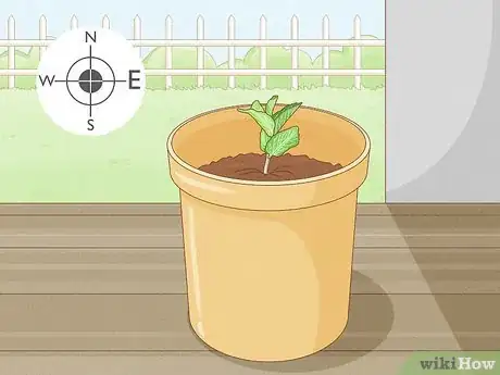 Imagen titulada Grow Mint in a Pot Step 21