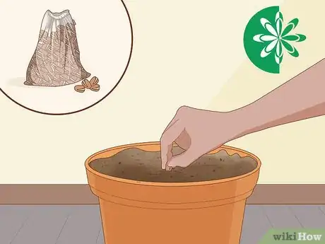 Imagen titulada Grow Ginseng Step 11