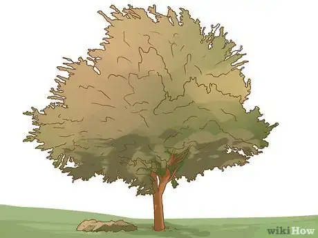 Imagen titulada Identify an Elm Tree Step 8