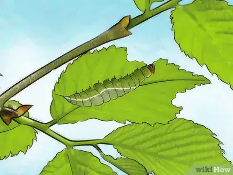 Imagen titulada Find a Caterpillar Step 7