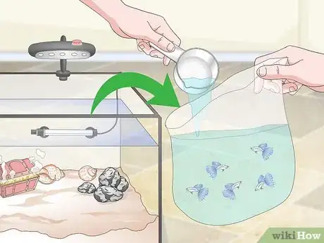 Imagen titulada Set up a Guppy Tank Step 12