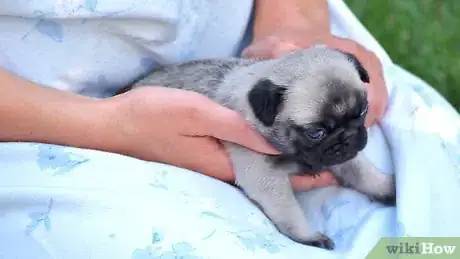 Imagen titulada Bathe a Newborn Puppy Step 5