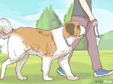 Imagen titulada Care for a Saint Bernard Step 5