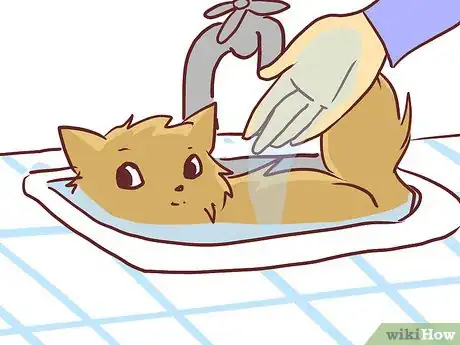 Imagen titulada Bathe a British Shorthair Step 10