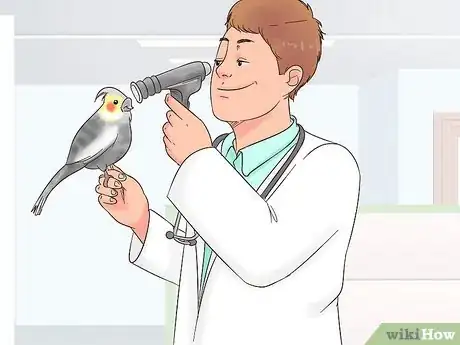 Imagen titulada Treat Conjunctivitis in Cockatiels Step 1