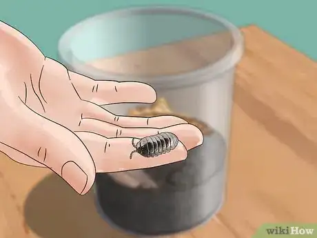 Imagen titulada Look After a Pet Woodlouse Step 9