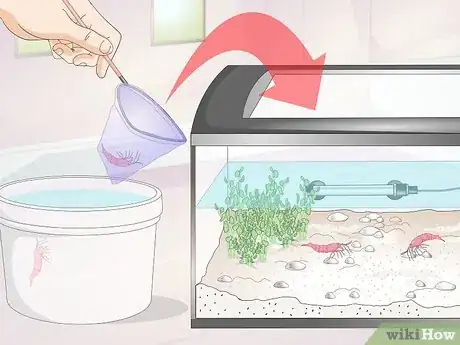 Imagen titulada Make a Shrimp Aquarium Step 13