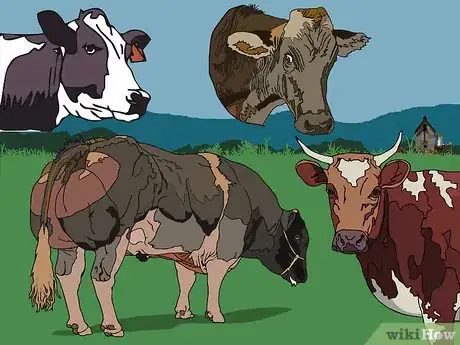 Imagen titulada Tell the Difference Between Bulls, Cows, Steers and Heifers Step 2