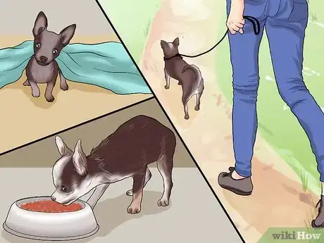 Imagen titulada Potty Train a Chihuahua Step 5