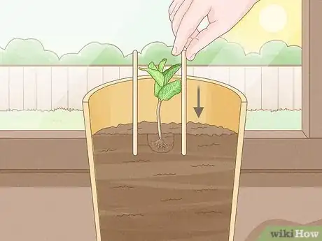 Imagen titulada Grow Mint in a Pot Step 19