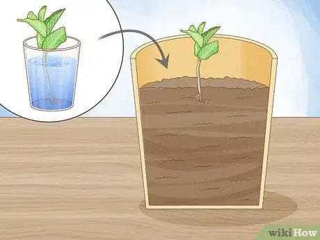 Imagen titulada Grow Mint in a Pot Step 16