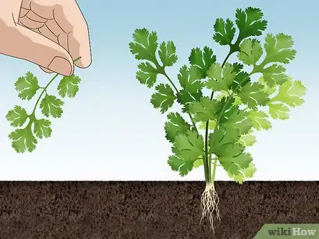 Imagen titulada Grow Cilantro Step 6