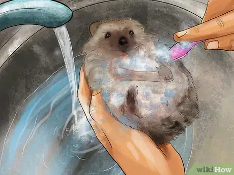 Imagen titulada Bathe a Hedgehog Step 7