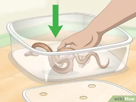 Imagen titulada Get Rid of Mites on Snakes Step 2