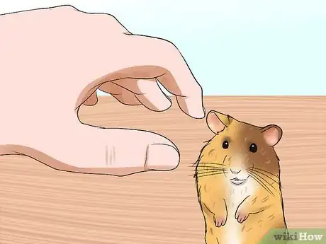 Imagen titulada Handle a Hamster Without Being Bitten Step 12