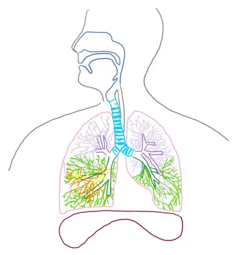 Imagen titulada Bronchioles_respsyst_gb2653.png