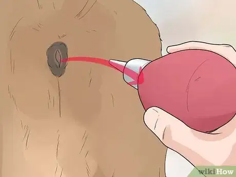 Imagen titulada Give a Dog an Enema Step 18