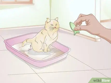 Imagen titulada Use a Spray Bottle on a Cat for Training Step 12