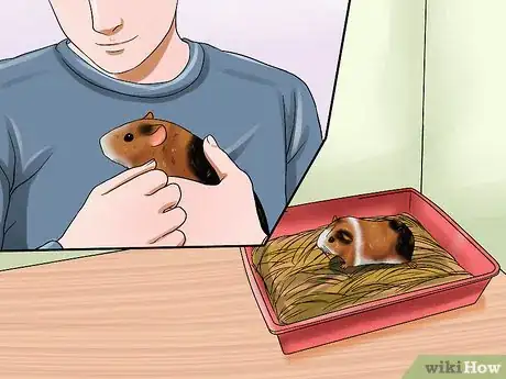 Imagen titulada Convince Your Parents to Buy You a Guinea Pig Step 4