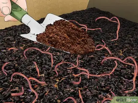 Imagen titulada Use Coffee Grounds in Your Garden Step 8