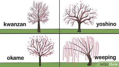 Imagen titulada Grow a Cherry Blossom Tree Step 1